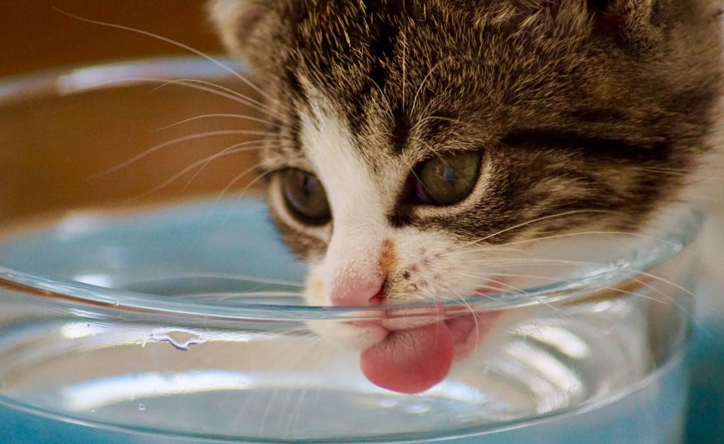 Cats Do Sip Too - Cat drinking water